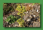 Connemara (245)